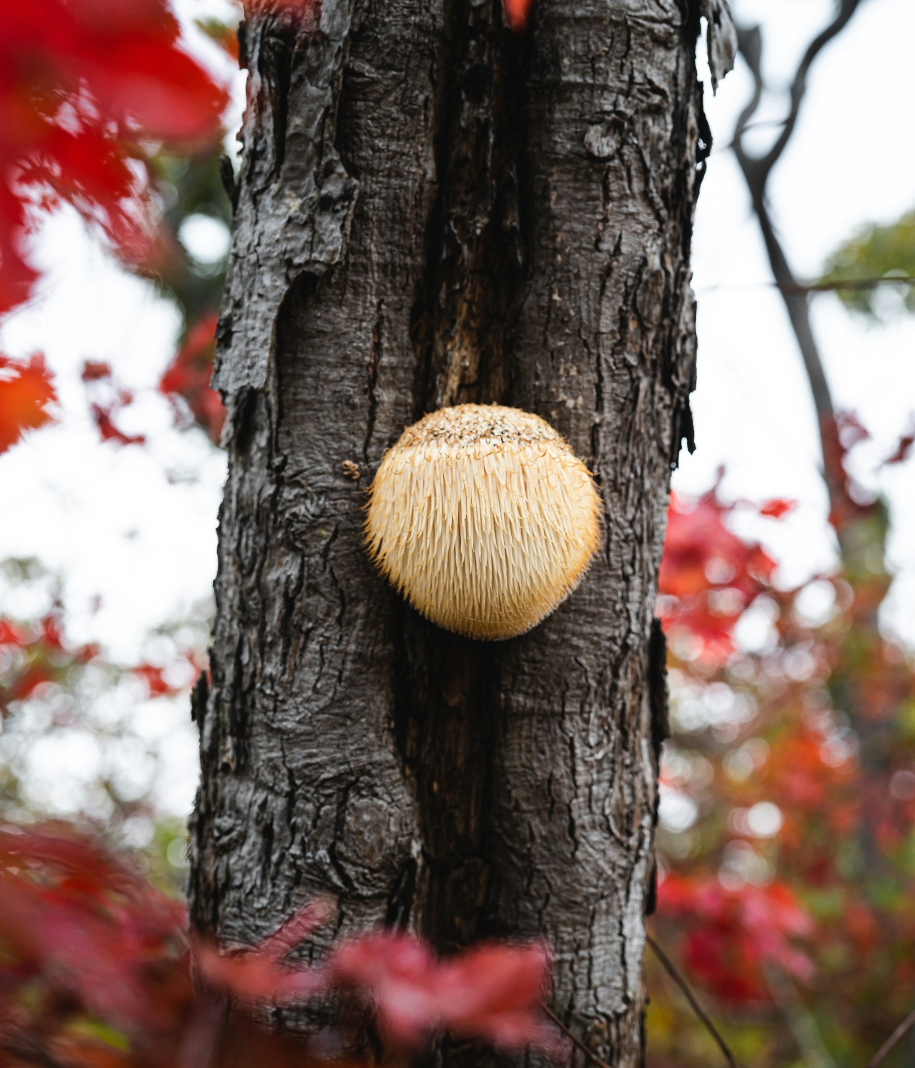 Hericium erinaceus in the wild — the spiny globe fruiting on a hardwood trunk, framed by autumn maple