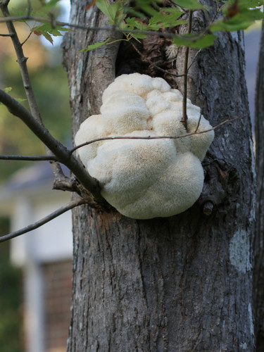 Hericium erinaceus, wild — mature fruiting body on hardwood