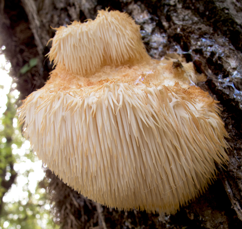 Hericium erinaceus in its European range — Black Sea coast