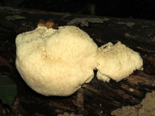 Hericium erinaceus — spine detail, the hanging teeth that name it